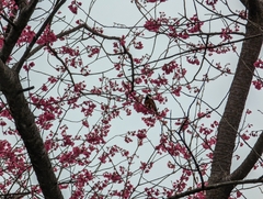 Sittiparus castaneoventris