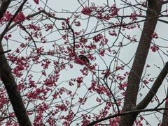 Sittiparus castaneoventris