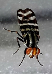 Pterotaenia fasciata