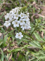 Lysimachia candida