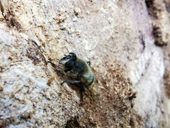 Eristalis tenax