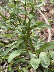 Lysimachia candida