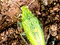 Mediastinia