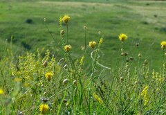Centaurea orientalis