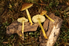 Pluteus vellingae