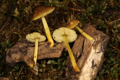 Pluteus vellingae
