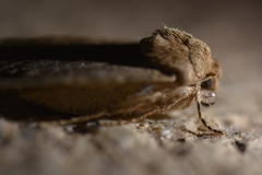 Agrotis segetum