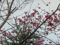 Sittiparus castaneoventris