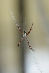 Argiope mangal