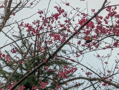 Sittiparus castaneoventris