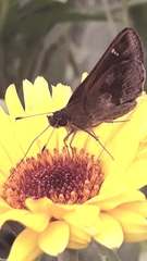 Cymaenes odilia