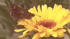 Cymaenes odilia