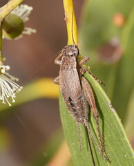 Eurepa marginipennis