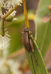 Eurepa marginipennis