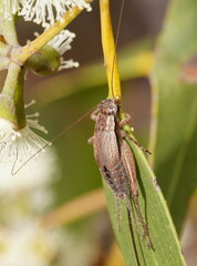 Eurepa marginipennis