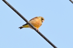 Chloris sinica