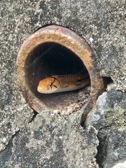 Coelognathus radiatus