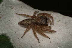 Cytaea