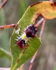 Doratifera vulnerans