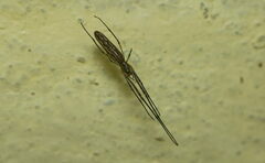 Tetragnatha mandibulata