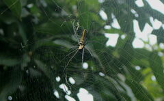 Nephila pilipes