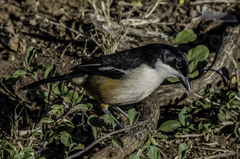 Laniarius ferrugineus