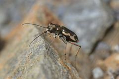 Neocicindela tuberculata