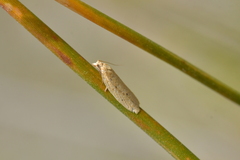 Clepsis divulsana