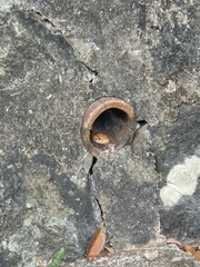Coelognathus radiatus