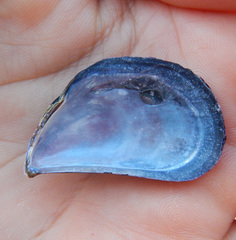 Mytilus galloprovincialis
