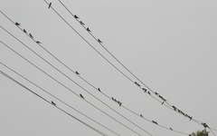 Hirundo rustica