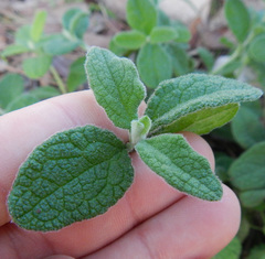 Cistus