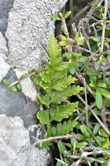 Asplenium appendiculatum maritimum