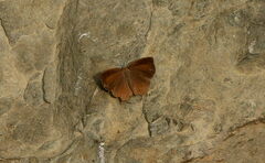 Surendra quercetorum