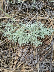Antennaria