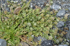 Eryngium vesiculosum
