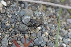 Tachysphex nigerrimus