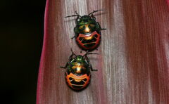 Chrysocoris