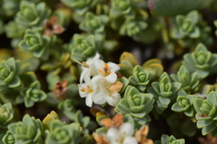 Pimelea carnosa