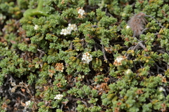 Pimelea carnosa