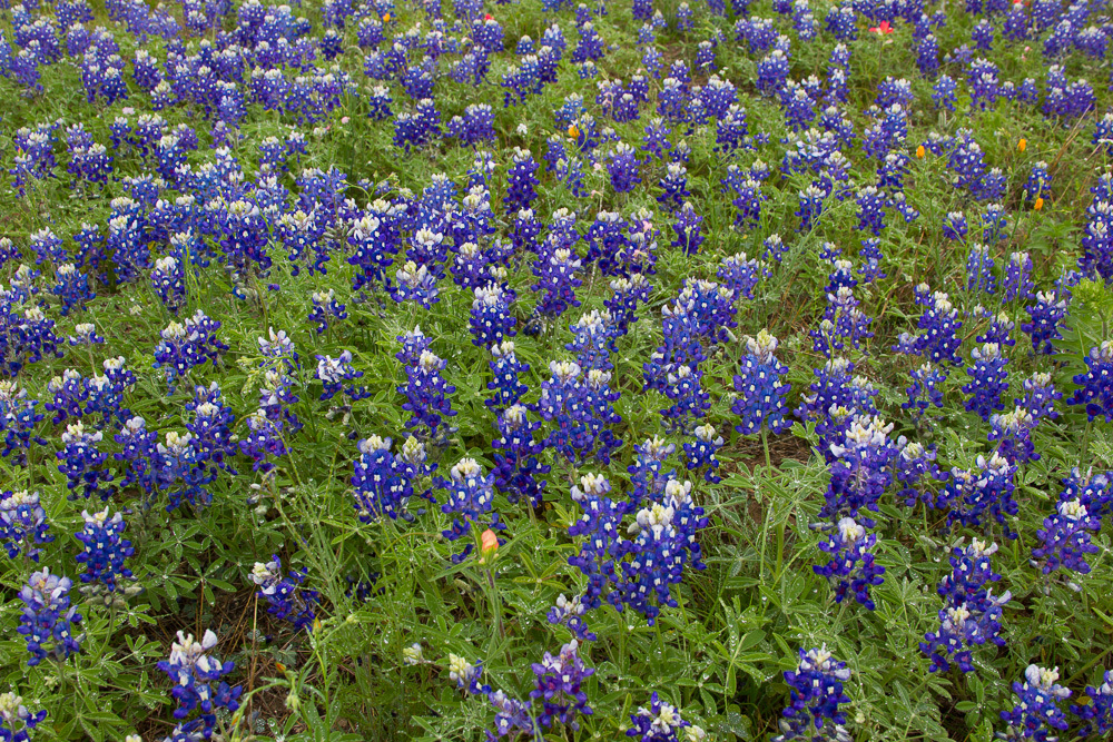 Lupinus texensis