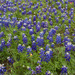 Texas Bluebonnet