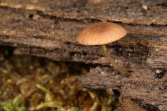 Pluteus seticeps