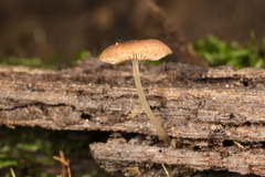 Pluteus seticeps
