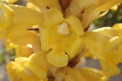 Cistanche lutea