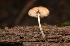 Pluteus seticeps