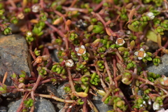 Crassula sinclairii
