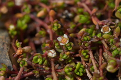 Crassula sinclairii