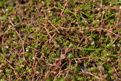 Crassula sinclairii