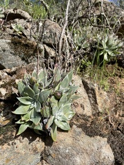 Dudleya cymosa